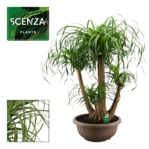 Nolina recurvata Beaucarnea busch compact 40 cm (Scenza)
(1 Plants/Order)(40cmP 85cmH)