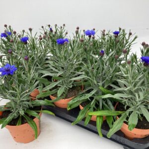 Centaurea other Centaurea Lookandtaste
(10 Plants/Order)(12cmP 30cmH)