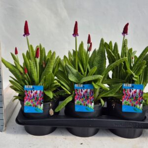 Primula vialii Primula vialii
(6 Plants/Order)(17cmP 35cmH)