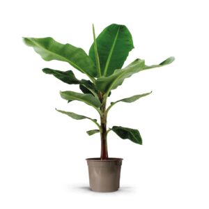 Musa Dwarf Cavendish Musa Dwarf Cavendish 27C
(1 Plants/Order)(27cmP 130cmH)