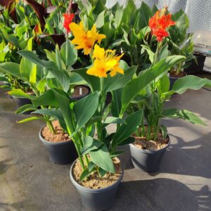 Canna Cannova Canna mix p 29
(1 Plants/Order)(29cmP 125cmH)