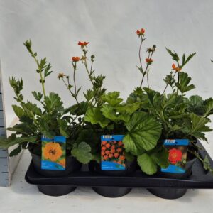Geum chiloense Geum mix
(1 Plants/Order)(17cmP 35cmH)