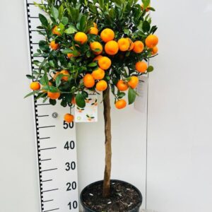 Citrofortunella x microcar Citrus Calamondin on stem
(1 Plants/Order)(25cmP 110cmH)
