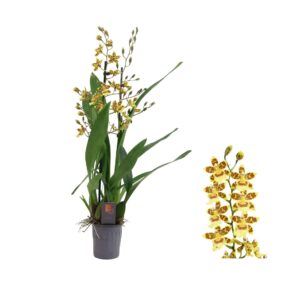 Cambria Pacific Sunset Inca Cambria Pacific Sunset 2 spike 9cm
(12 Plants/Order)(9cmP 35cmH)