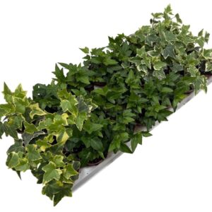 Hedera mixed Hedera mixed
(21 Plants/Order)(8.5cmP 5cmH)