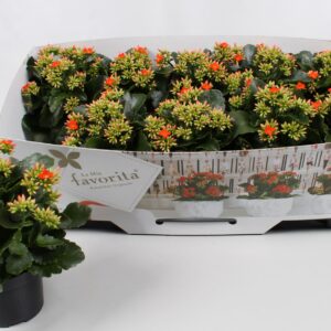 Kalanchoe other Kalanchoe favorita orange instyle + collar
(10 Plants/Order)(10.5cmP 22cmH)