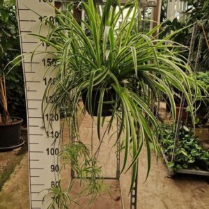 Chlorophytum Vittatum Chlorophytum comosum 'Vittatum' hangplant
(2 Plants/Order)(25cmP 90cmH)