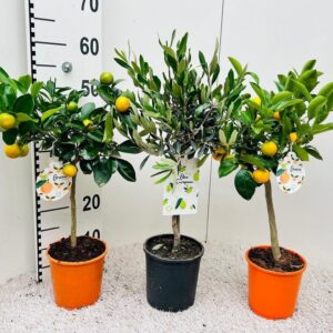 Citrus Algarve mix Citrus & Olea on stem
(6 Plants/Order)(15cmP 55cmH)