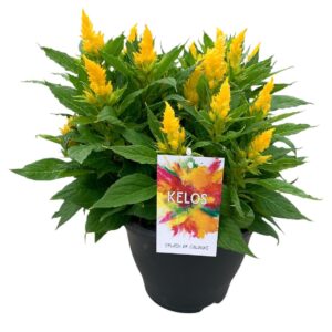 Celosia argentea Kelos Celosia Kelos Fire Yellow
(3 Plants/Order)(20cmP 35cmH)