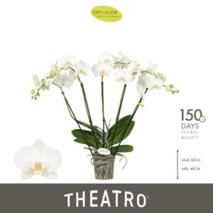 Phalaenopsis white more Ripsen Theatro Jazz 5 spike
(5 Plants/Order)(12cmP 60cmH)
