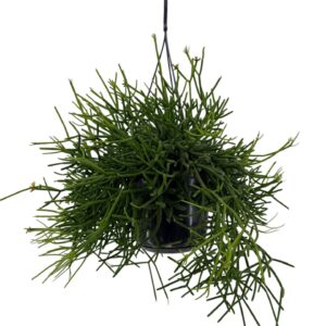 Rhipsalis heteroclada Rhipsalis heteroclada P15
(7 Plants/Order)(15cmP 40cmH)