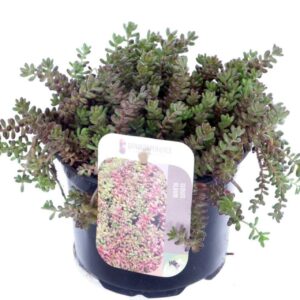 Sedum album Coral Carpet Sedum album Coral Carpet
(8 Plants/Order)(13cmP 15cmH)