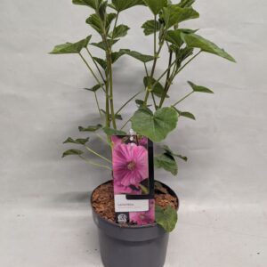 Lavatera Lavatera 'Burgundy wine' 17 cm
(1 Plants/Order)(17cmP 15cmH)
