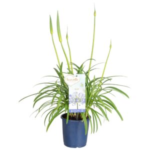 Agapanthus Amourette Superb Agapanthus Amourette Superb Blue, 4+ spike
(8 Plants/Order)(14cmP 35cmH)
