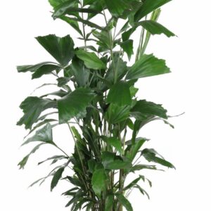 Caryota mitis Caryota Mitis P27
(1 Plants/Order)(27cmP 160cmH)