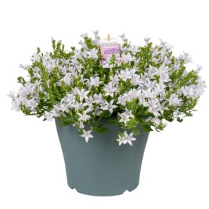 Campanula portenschlagiana Ambella Campanula Ambella® White in patiopot
(1 Plants/Order)(23cmP 20cmH)