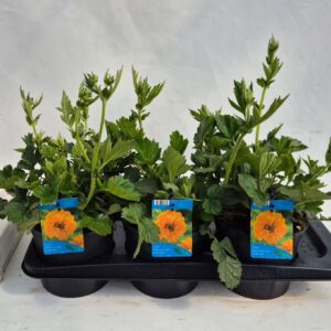 Geum chiloense Lady Stratheden Geum Lady Stratheden
(6 Plants/Order)(17cmP 35cmH)