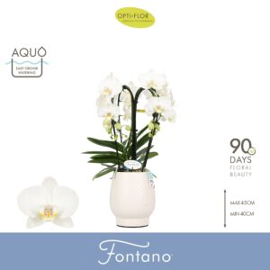 Phalaenopsis white more Ripsen Fontano Bellagio 4 spike in Abruzzo White Aquo
(3 Plants/Order)(12cmP 50cmH)