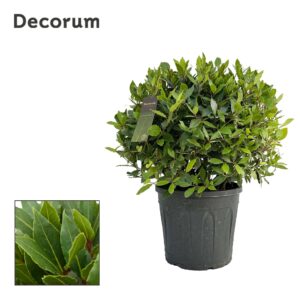 Laurus nobilis Laurus nobilis ball zonder stam
(1 Plants/Order)(30cmP 70cmH)