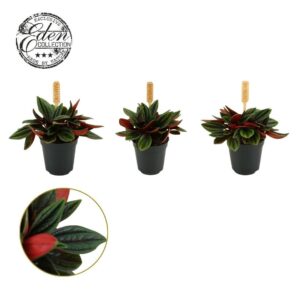 Peperomia Peperomia Rosso 5,5cm
(20 Plants/Order)(5.5cmP 10cmH)
