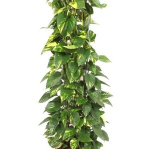 Epipremnum pinnatum Aureum Epipremnum Aureum
(1 Plants/Order)(24cmP 110cmH)
