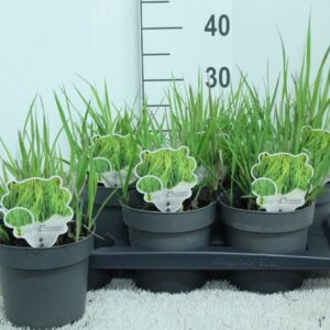 Panicum virgatum Heavy Metal Panicum virgatum 'Heavy Metal' P17
(6 Plants/Order)(17cmP 30cmH)