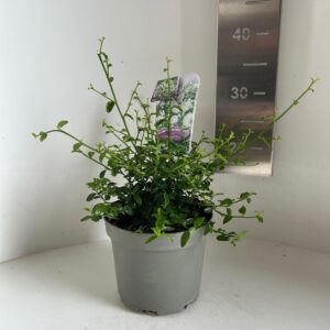 Ceanothus thyrsiflorus Ceanothus thyr. 'Millerton Point'
(1 Plants/Order)(17cmP 25cmH)