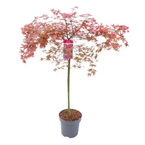 Acer palmatum Beni-maiko Acer palm. 'Beni Maiko' C14 halfstam
(1 Plants/Order)(30cmP 160cmH)