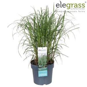 Miscanthus Adagio Miscanthus sinensis 'Adagio' P23
(1 Plants/Order)(23cmP 70cmH)