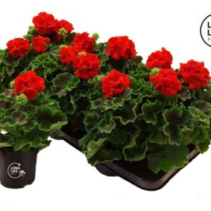Pelargonium Toscana Senna LongLife Zonale Red
(8 Plants/Order)(10.5cmP 22cmH)