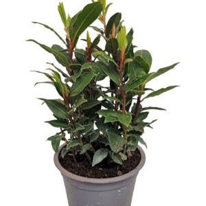 Laurus nobilis Laurus Nobilis Bush
(15 Plants/Order)(11cmP 34cmH)
