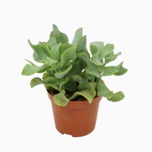Crassula Curly Crassula arborescens `krul` 8,5 cm
(12 Plants/Order)(8.5cmP 10cmH)