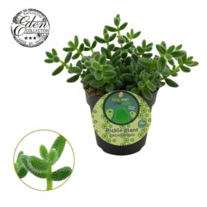 Delosperma echinat Delosperma Echinatum 12cm Duits etiket
(8 Plants/Order)(12cmP 20cmH)