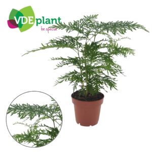 Peperomia Grevillea
(6 Plants/Order)(12cmP 35cmH)