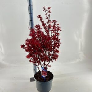 Acer palmatum Shaina Acer pal. 'Shaina'
(1 Plants/Order)(29cmP 80cmH)