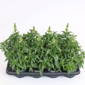 Antirrhinum majus other Antirrhinum majus Yellow
(8 Plants/Order)(12cmP 40cmH)