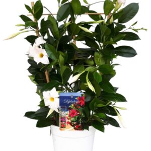 Mandevilla Rio White Mandeville 'Rio White' BAMBOO white
(6 Plants/Order)(17cmP 60cmH)