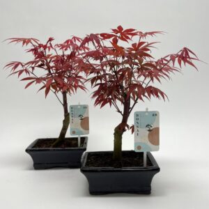 Bonsai dwergvorm loofhout Acer Atropurpureum Bonsai 15 cm
(8 Plants/Order)(15cmP 35cmH)