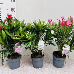 Nerium Nerium Oleander mix 3 Colours
(6 Plants/Order)(14cmP 50cmH)