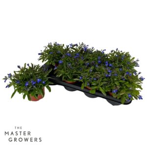 Lobelia Hot Blue Lobelia Hot Blue 12 cm
(8 Plants/Order)(12cmP 35cmH)