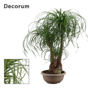 Nolina recurvata Beaucarnea busch 35 cm (Decorum)
(1 Plants/Order)(35cmP 100cmH)