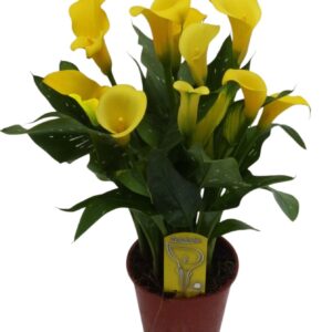 Zantedeschia Sunclub Zantedeschia dark yellow
(7 Plants/Order)(14cmP 45cmH)