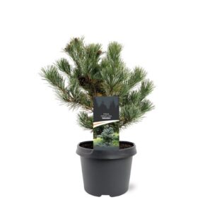 Pinus parviflora Negishi Pinus parviflora 'Negishi'
(1 Plants/Order)(19cmP 30cmH)