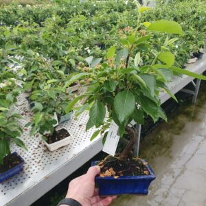 Bonsai Malus domestica
(7 Plants/Order)(15cmP 30cmH)