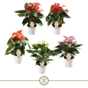 Anthurium mixed 5 c Top mix 12cm (5 kleuren)
(6 Plants/Order)(12cmP 40cmH)