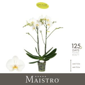 Phalaenopsis white more Ripsen Maistro Bach 2 spike 70 cm
(6 Plants/Order)(12cmP 70cmH)