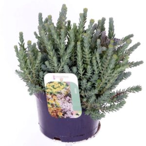 Sedum reflexum Sedum reflexum
(6 Plants/Order)(17cmP 30cmH)