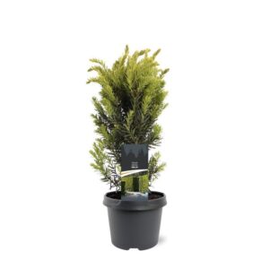 Taxus media Hillii Taxus media 'Hillii'
(1 Plants/Order)(19cmP 55cmH)