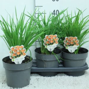 Hemerocallis Hemerocallis Every Day lily Red P19
(3 Plants/Order)(19cmP 40cmH)