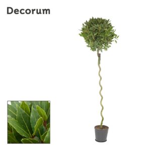Laurus nobilis Laurus nobilis Spiraal stam
(1 Plants/Order)(25cmP 200cmH)